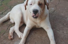 Cachorro Toretto desapareceu no bairro Floresta Cachorro Toretto desapareceu no bairro Floresta