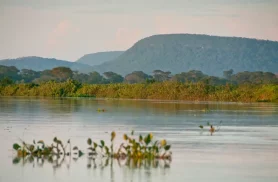 Cerrado brasileiro perdeu 13,9 milhões de hectares de margens de rios Cerrado brasileiro perdeu 13,9 milhões de hectares de margens de rios