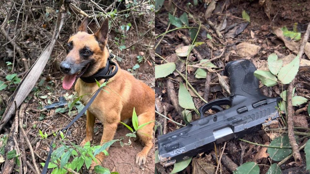 Imagem referente a Suspeito armado é preso após se esconder em área de mata às margens da PR-182