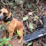 Imagem relativa a Suspeito armado é preso após se esconder em área de mata às margens da PR-182