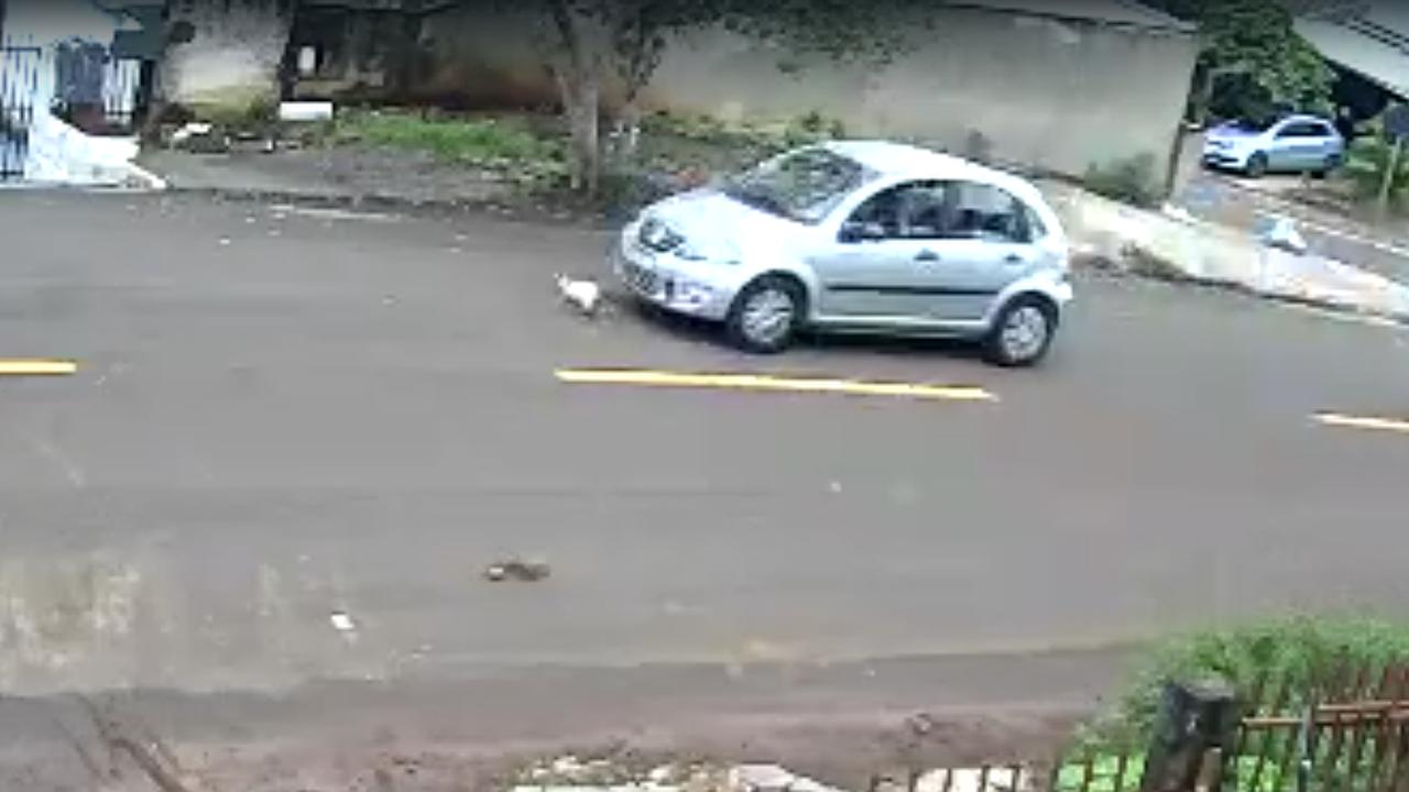 Gata é atropelada na Avenida Sabiá e moradora faz apelo por segurança: “Antes que seja pior”