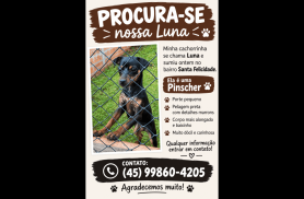Cachorra Luna desapareceu no bairro Santa Felicidade
