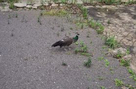 Pavão é encontrado em terreno e chama a atenção de moradores na Rua da Bandeira