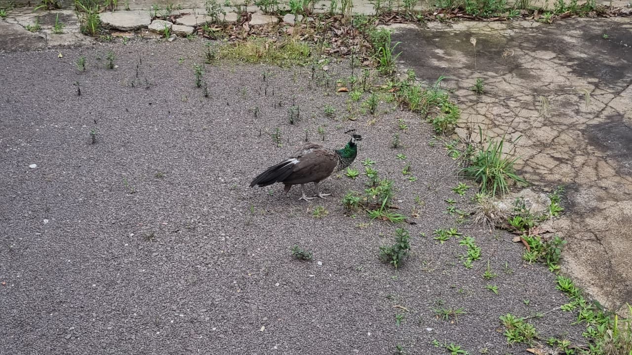 Pavão é encontrado em terreno e chama a atenção de moradores na Rua da Bandeira