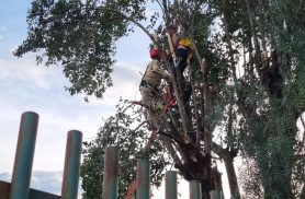 Idoso sobe em árvore para podar galhos, passa mal e precisa de ajuda dos Bombeiros para descer