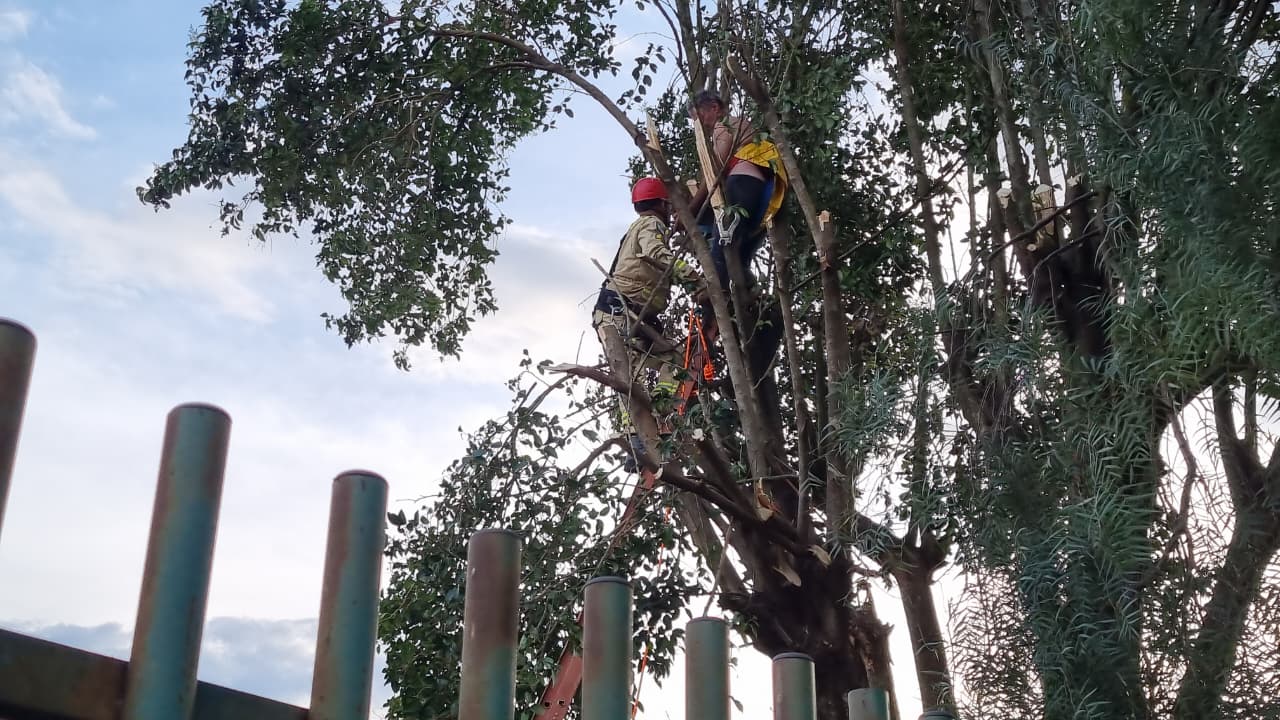 Idoso sobe em árvore para podar galhos, passa mal e precisa de ajuda dos Bombeiros para descer