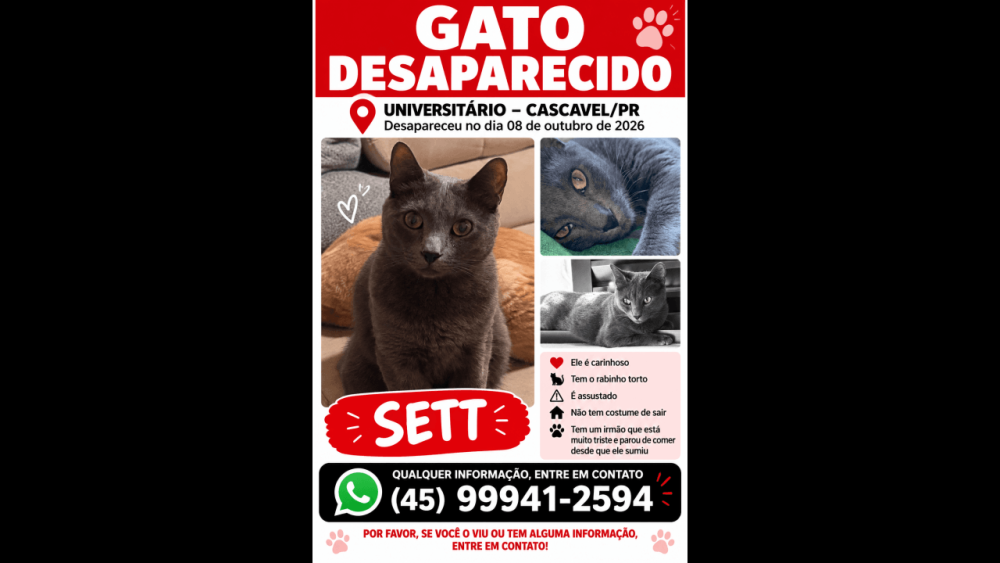 Imagem referente a Gato Sett desapareceu no bairro Universitário