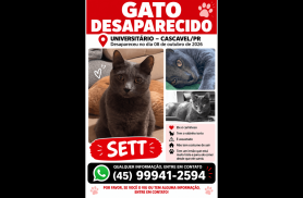 Gato Sett desapareceu no bairro Universitário