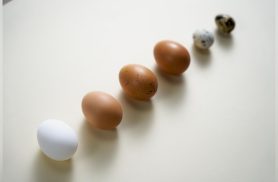 O ovo é simples. A vida é que anda complicada: hoje é Dia Mundial do Ovo