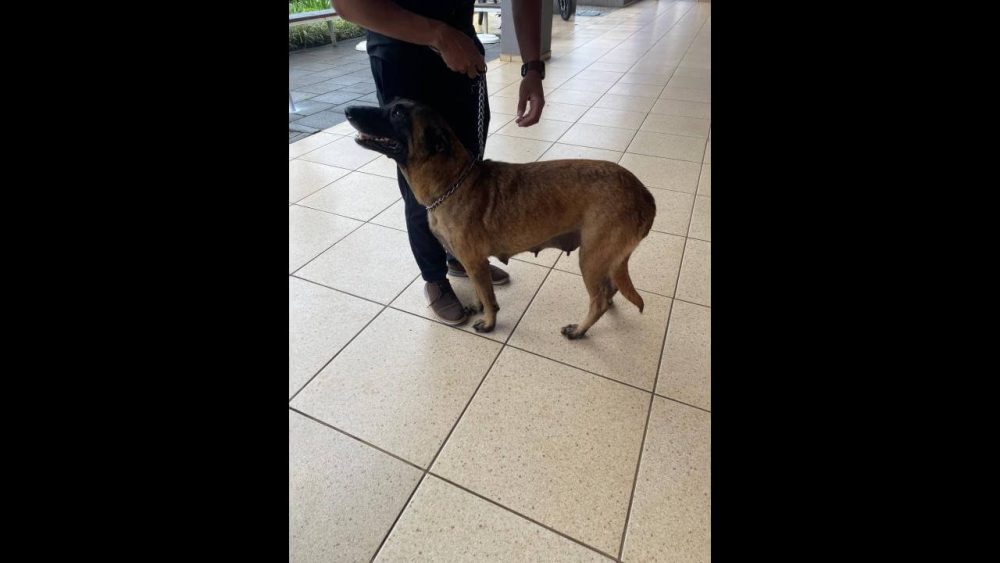 Imagem referente a Cachorra é encontrada no bairro São Cristóvão