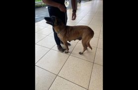 Cachorra é encontrada no bairro São Cristóvão