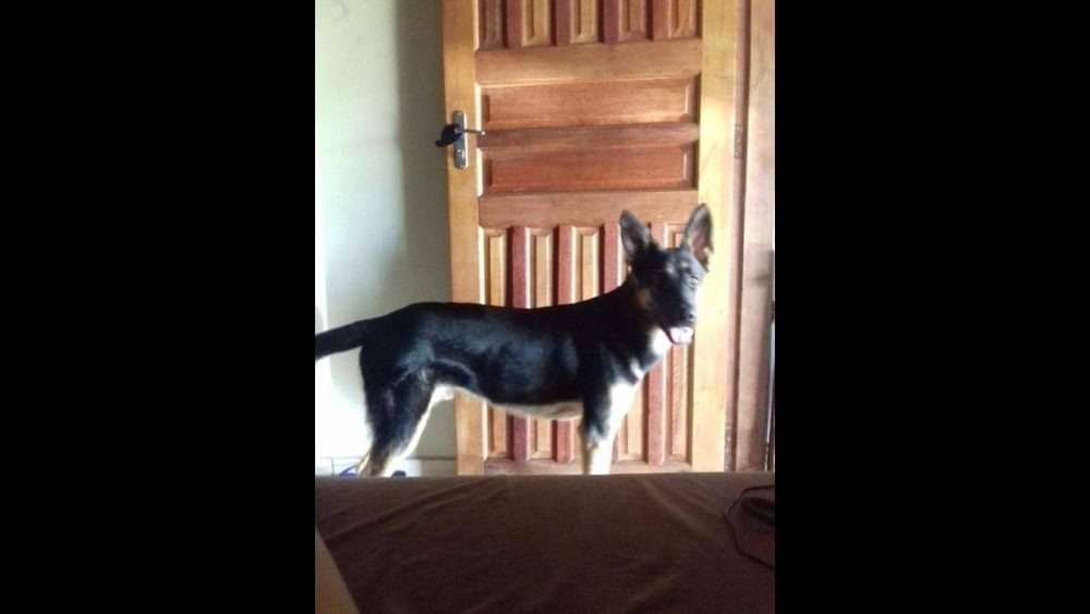Imagem referente a Cachorro Raul desapareceu no bairro Alto Alegre