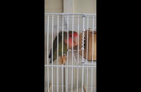 Periquito é encontrado no bairro Brasília