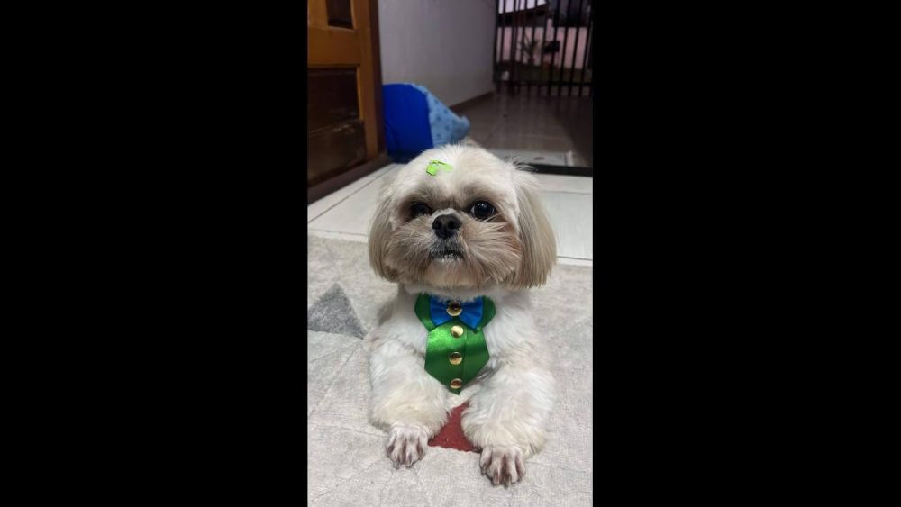 Imagem referente a Cachorro Isadora Elias desapareceu no bairro Santa Cruz