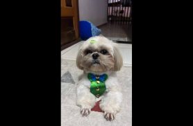 Cachorro Isadora Elias desapareceu no bairro Santa Cruz