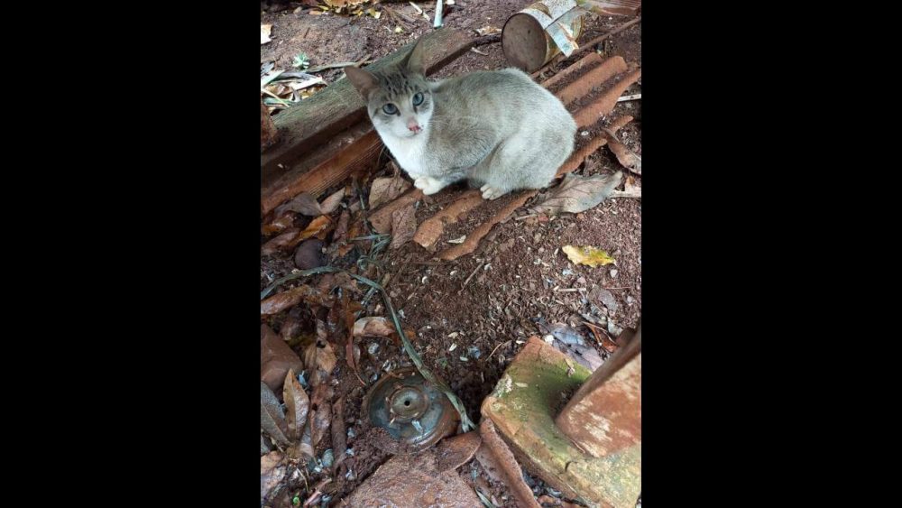 Imagem referente a Gato é encontrado no bairro Pioneiros Catarinenses