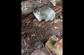Gato é encontrado no bairro Pioneiros Catarinenses