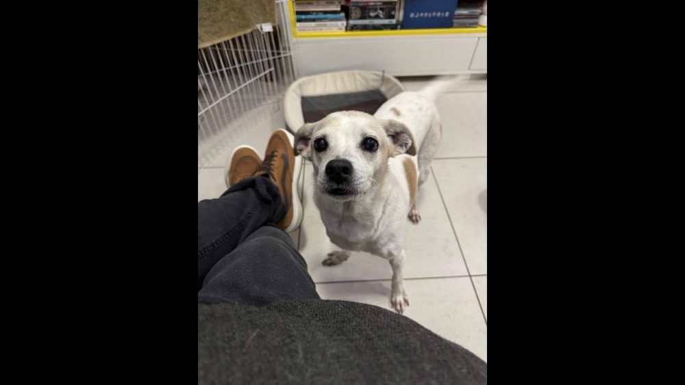 Imagem referente a Cachorro Snow desapareceu no bairro São Cristóvão