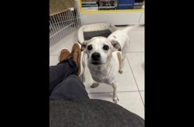 Cachorro Snow desapareceu no bairro São Cristóvão