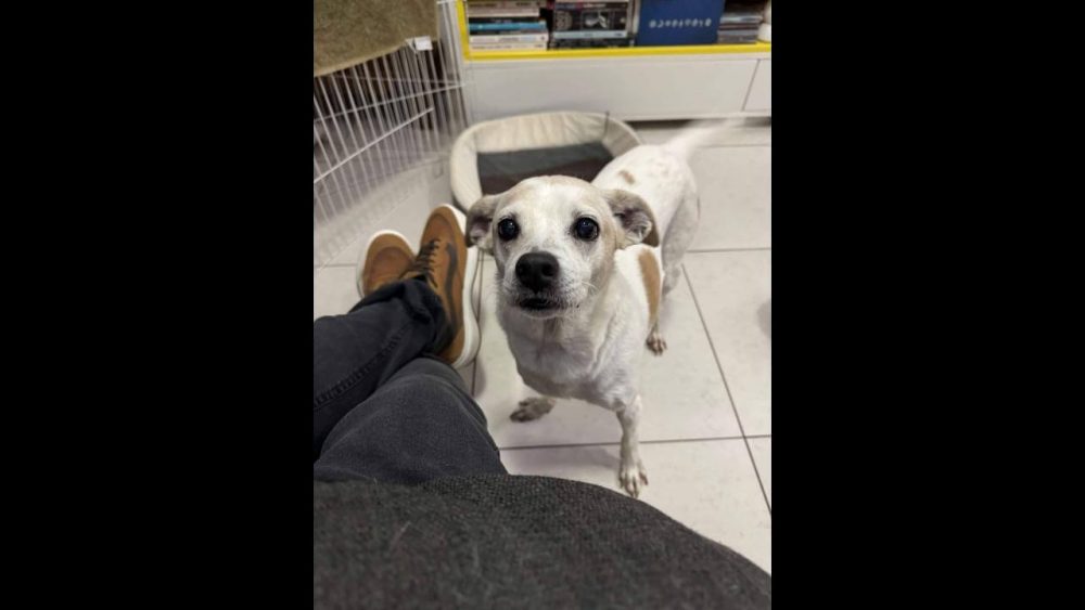 Imagem referente a Cachorro Snow desapareceu no bairro São Cristóvão