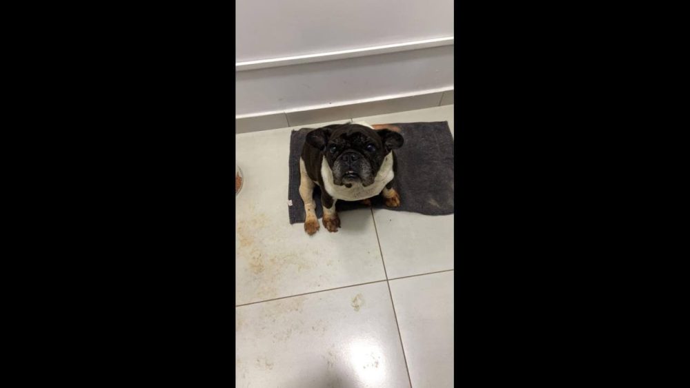 Imagem referente a Cachorro é encontrado no bairro Fag