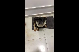 Cachorro é encontrado no bairro Fag