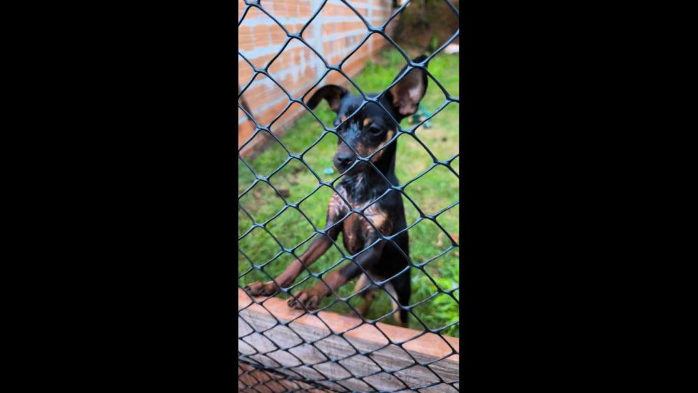 Cachorra Luna desapareceu no bairro Santa Felicidade Imagem referente a Cachorra Luna desapareceu no bairro Santa Felicidade