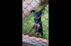 Cachorra Luna desapareceu no bairro Santa Felicidade