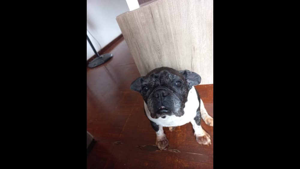Cachorra é encontrada no bairro Fag Imagem referente a Cachorra é encontrada no bairro Fag
