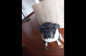 Cachorra é encontrada no bairro Fag