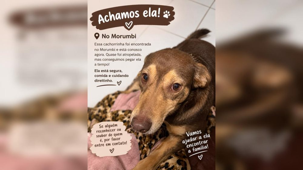 Imagem referente a Cachorrinha encontrada assustada na Marginal do Morumbi é resgatada sob chuva em Cascavel