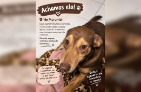 Cachorrinha encontrada assustada na Marginal do Morumbi é resgatada sob chuva em Cascavel