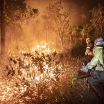 Imagem relativa a Ibama extinguiu 229 incêndios no Amazonas