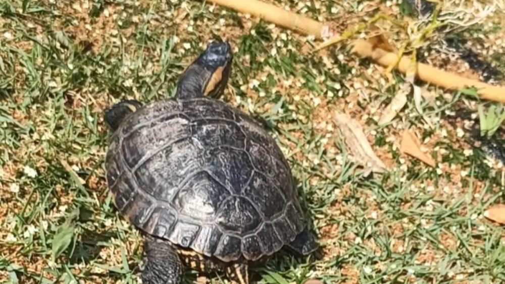 Imagem referente a Tartaruga Tata desapareceu no bairro São Cristóvão