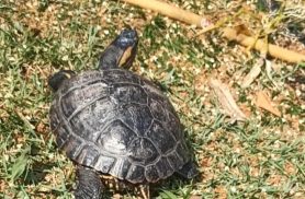 Tartaruga Tata desapareceu no bairro São Cristóvão