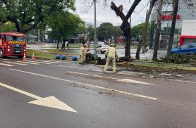 Galho cai de árvore na Avenida Barão do Rio Branco e Bombeiros são acionados