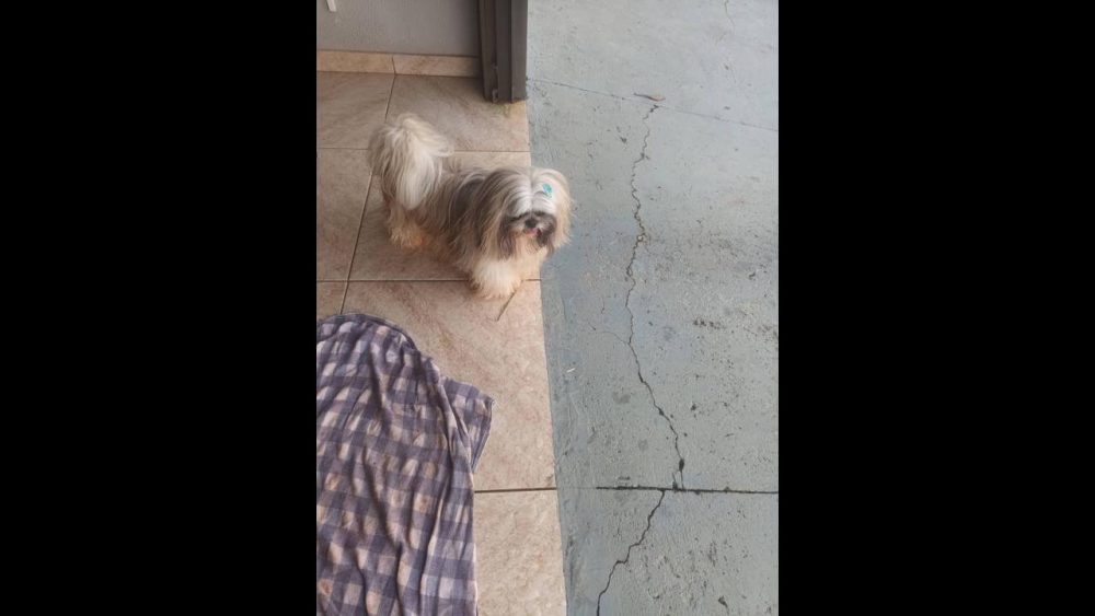Cachorro é encontrado no bairro Parque São Paulo Imagem referente a Cachorro é encontrado no bairro Parque São Paulo