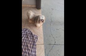Cachorro é encontrado no bairro Parque São Paulo