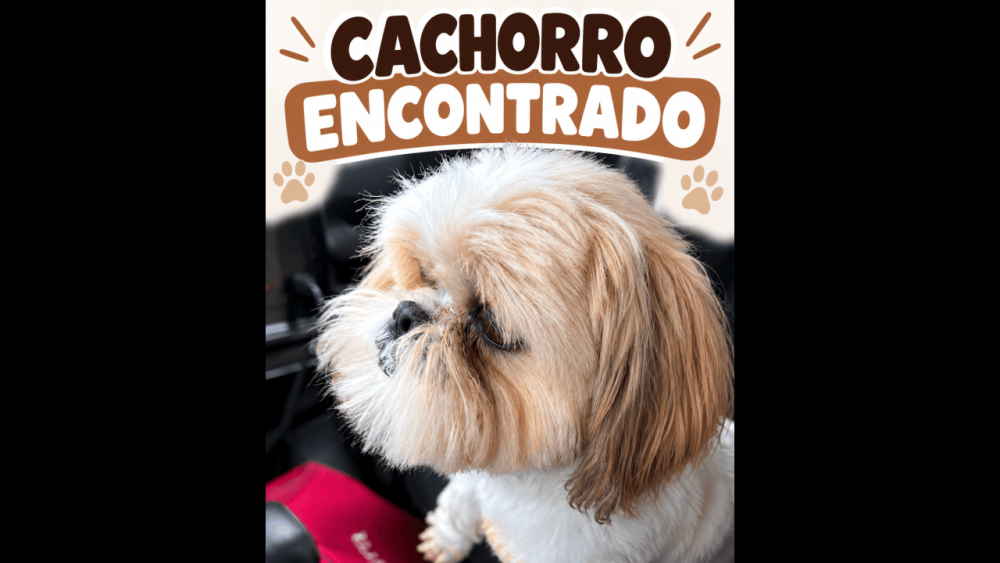 Imagem referente a Cachorro é encontrado no bairro Santa Cruz