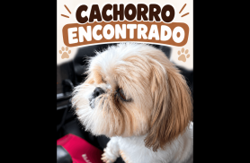 Cachorro é encontrado no bairro Santa Cruz