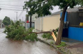 Queda de galho interdita parcialmente rua no bairro Canadá durante chuva em Cascavel