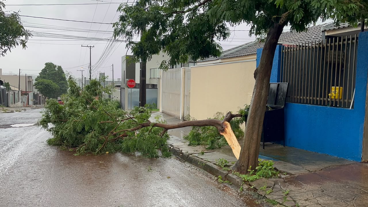 Queda de galho interdita parcialmente rua no bairro Canadá durante chuva em Cascavel
