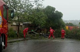 Árvore cai durante chuva intensa e bloqueia totalmente rua no bairro Morumbi, em Cascavel