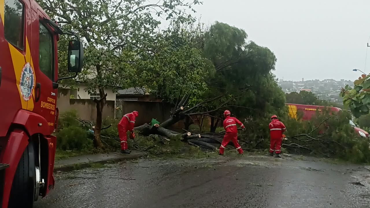 Árvore cai durante chuva intensa e bloqueia totalmente rua no bairro Morumbi, em Cascavel
