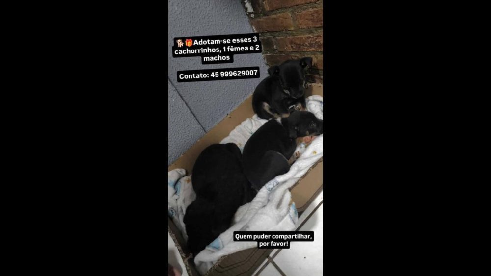 Imagem referente a Cachorra é encontrada no bairro Brasília