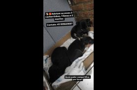 Cachorra é encontrada no bairro Brasília