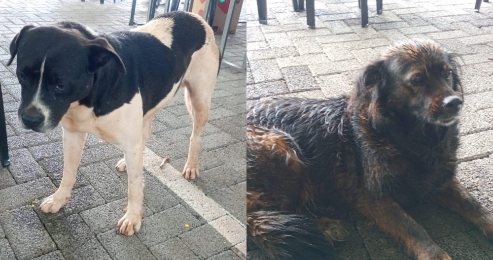 Imagem referente a Cães romeiros? animais seguem romaria em Cascavel e agora os donos estão sendo procurados
