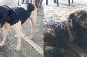 Cães romeiros? animais seguem romaria em Cascavel e agora os donos estão sendo procurados