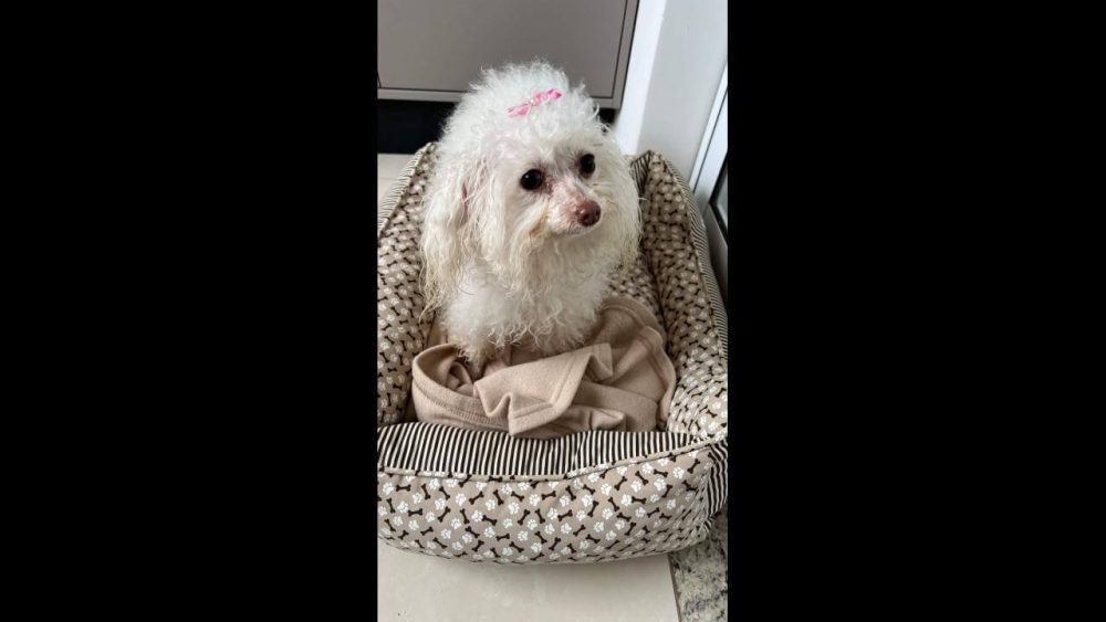 Imagem referente a Cachorra é encontrada no bairro Cancelli