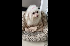 Cachorra é encontrada no bairro Cancelli
